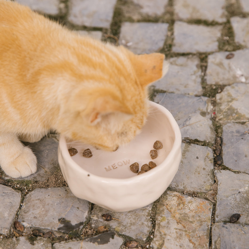 Meow pet bowl